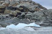 December 5, 2021 - Penguins on Island