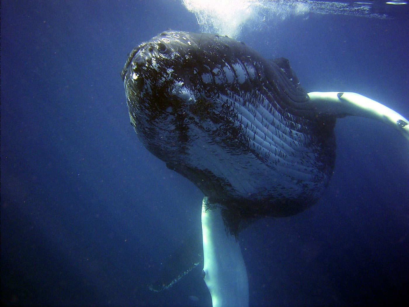 Humpback Whale underwater looking at camera