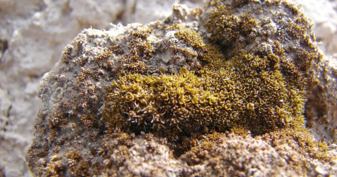 MossOnMars