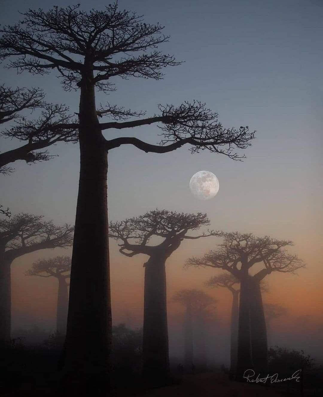 Baobab Alley, Madagascar