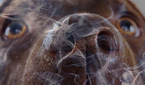 Image of a dog looking at smoke in the air