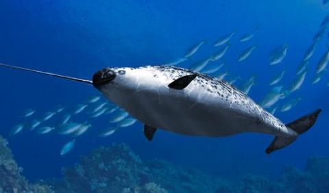 Image of a whale being hooked.