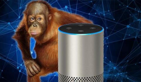 Image of an Orangutan behind an amazon echo