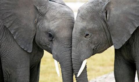 Two elephants caressing each other