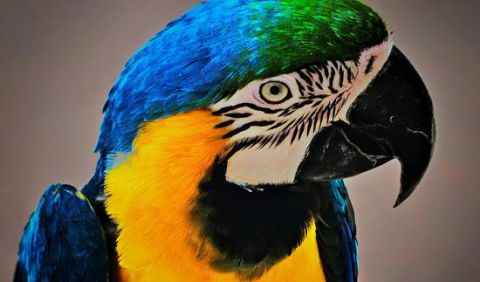 Image of a Parrot