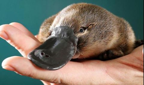 Image of a Platypus