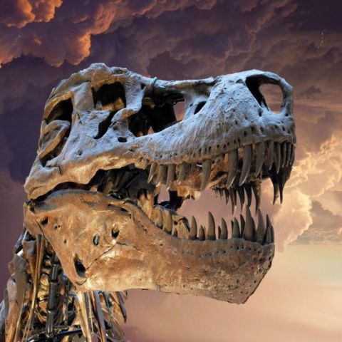 T-Rex fossil skull