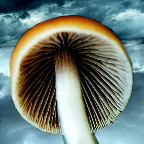 mushroom