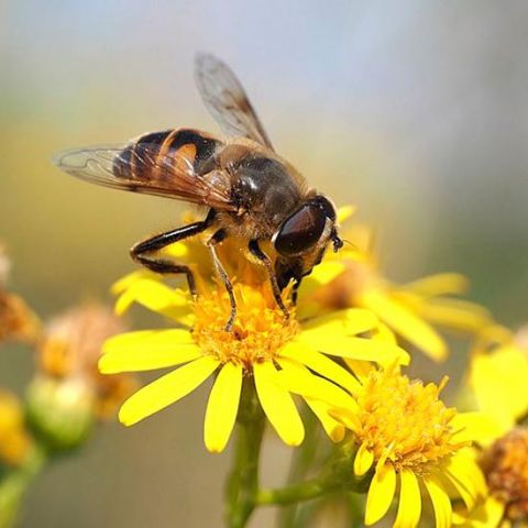 Image if a bee on top of a yellow flower