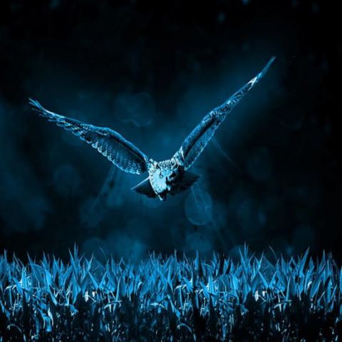 Image of an owl flying in the night