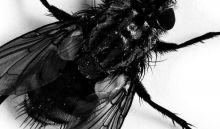 Close-up image of a Fly