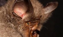 Image of a Bat